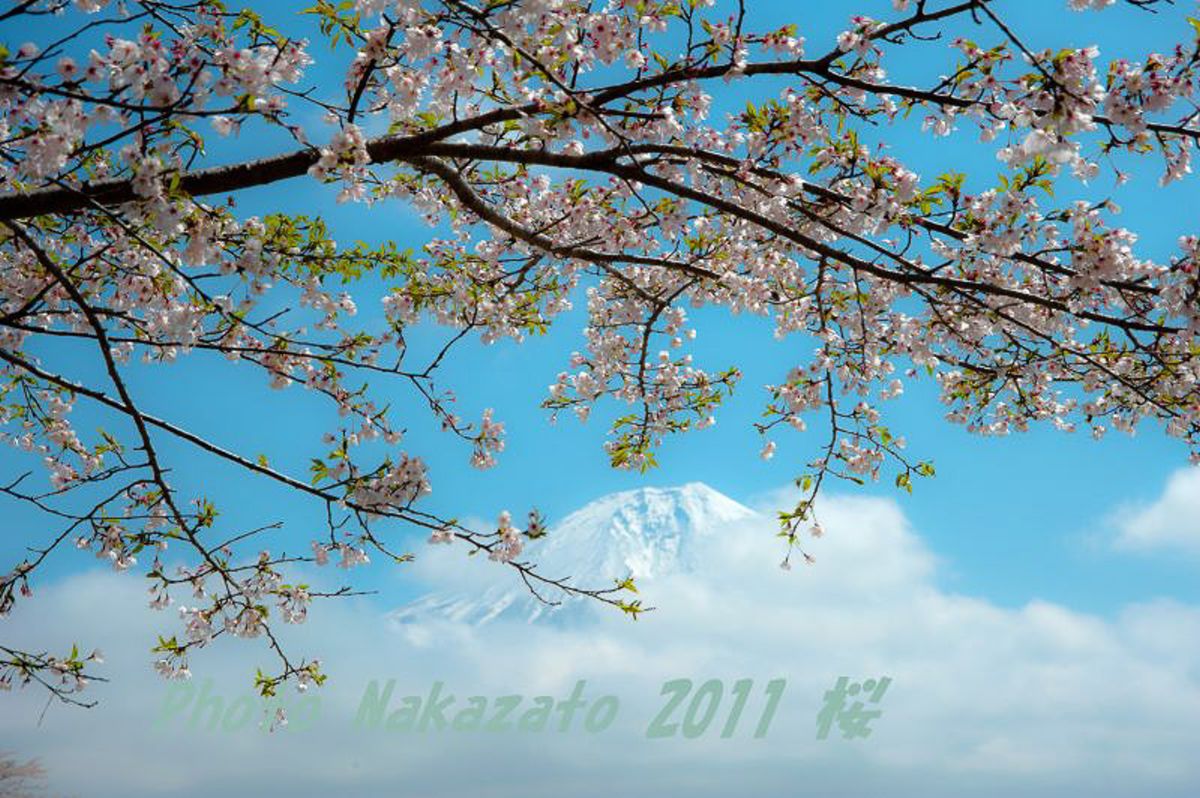 田貫湖の桜